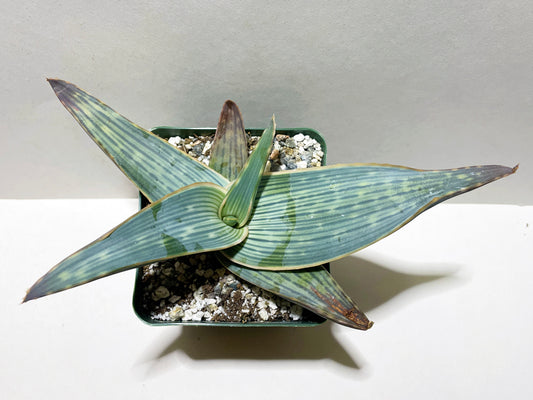 Aloe striata var. karasbergensis