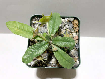 Dorstenia cv. (Foetida hybrid)