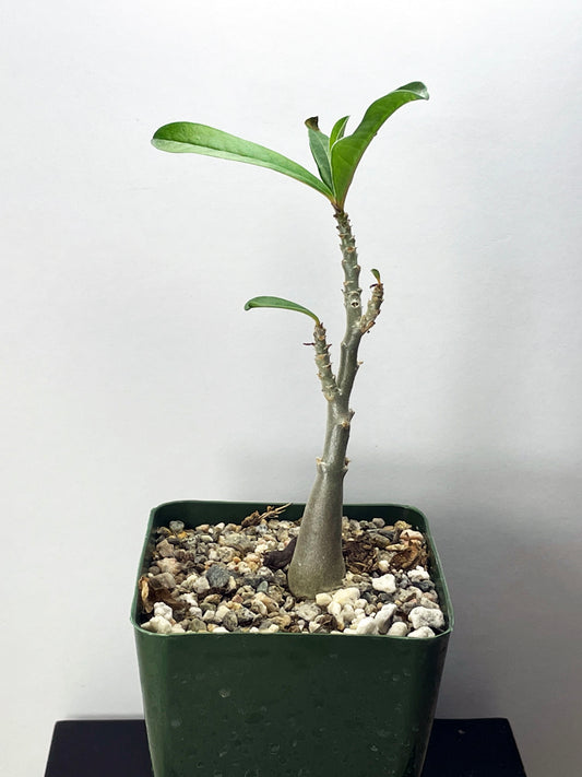 Adenium swazicum Desert Rose