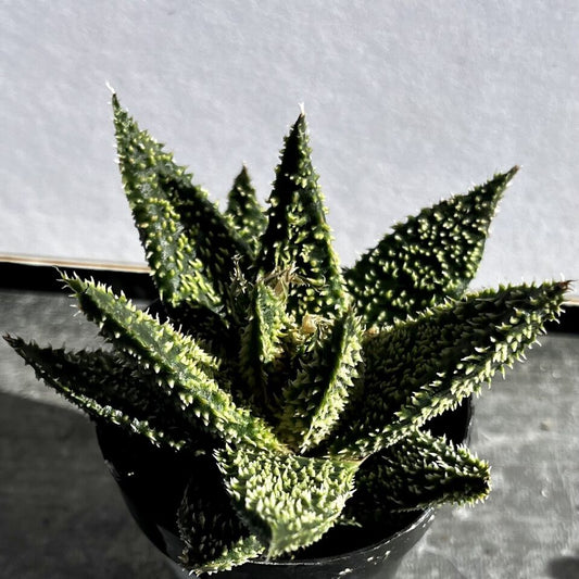 Gasteraloe 'Tarantula'